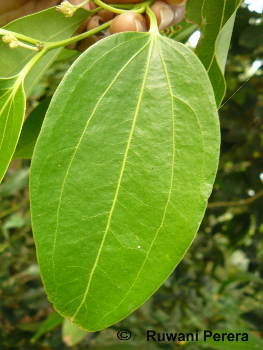 Cinnamomum verum J.Presl